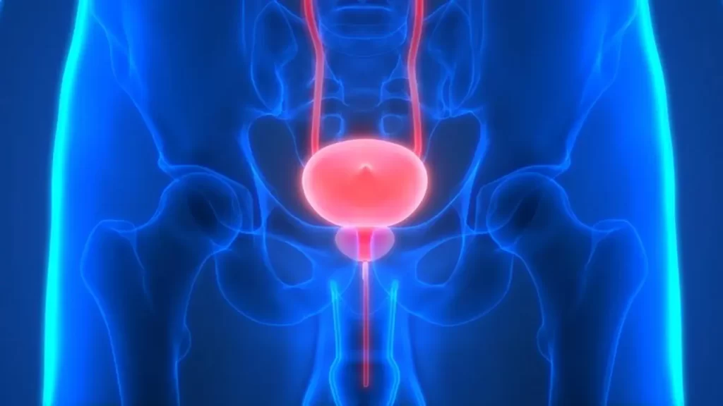 Ilustración médica del sistema urinario donde se localiza la próstata, órgano tratado con radioterapia en casos de cáncer.
